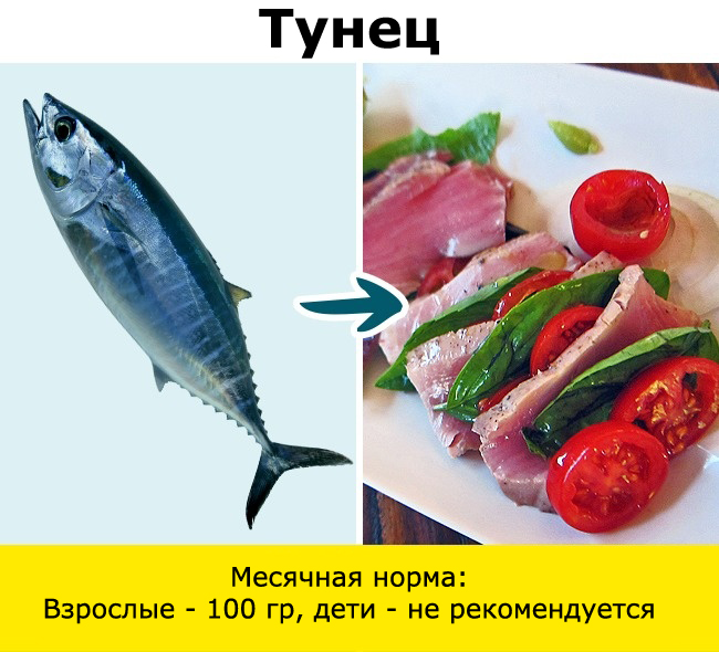 Рыба, сом, макрель, скумбрия, тунец, угорь, пангасиус, сибас, морской окунь, гемпилотоксин, масляная рыба, тайлфиш, гребнеголов, рыбалка, ртуть, нитрофуразон, Вьетнам, Меконг, 