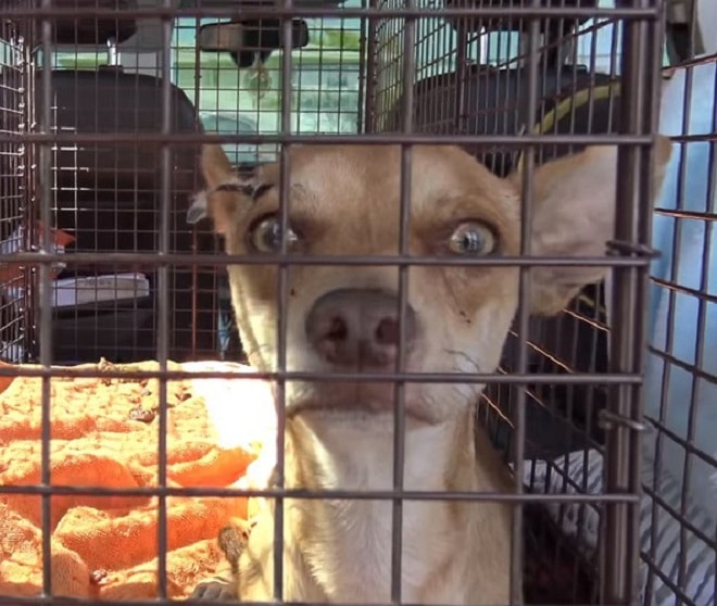 Пес в клетке