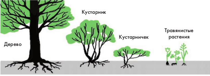 Строение дерева кустарника. Части дерева и кустарника. Дерево кустарник травянистое растение. Строение дерева и кустарника. Дерево и кустарник структура.