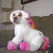 Maymo the Dog: самый веселый бигль в интернете