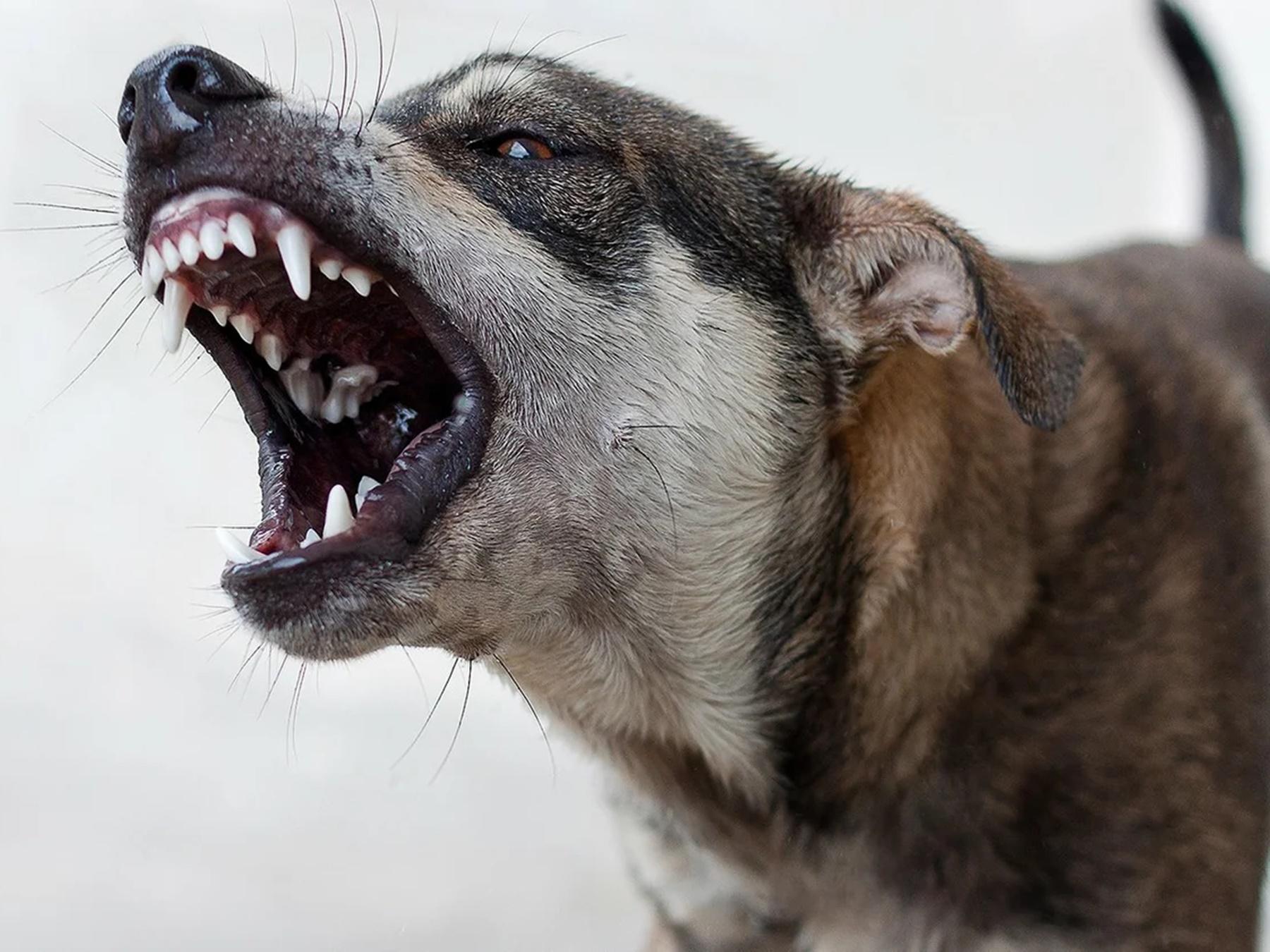 В Астраханской области мужчину насмерть загрызли собаки