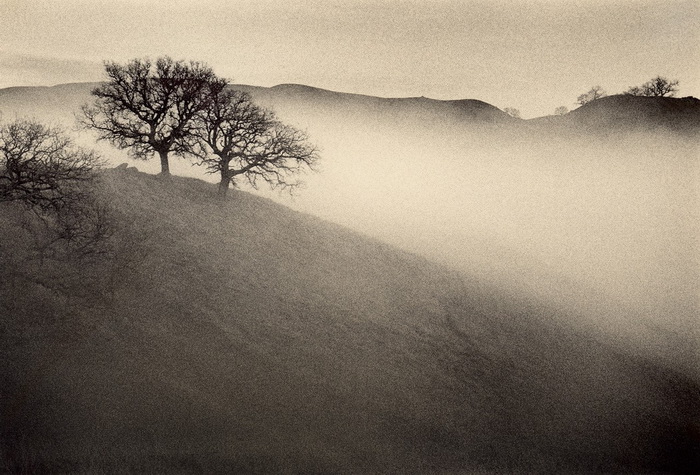 Портреты деревьев Портреты деревьев