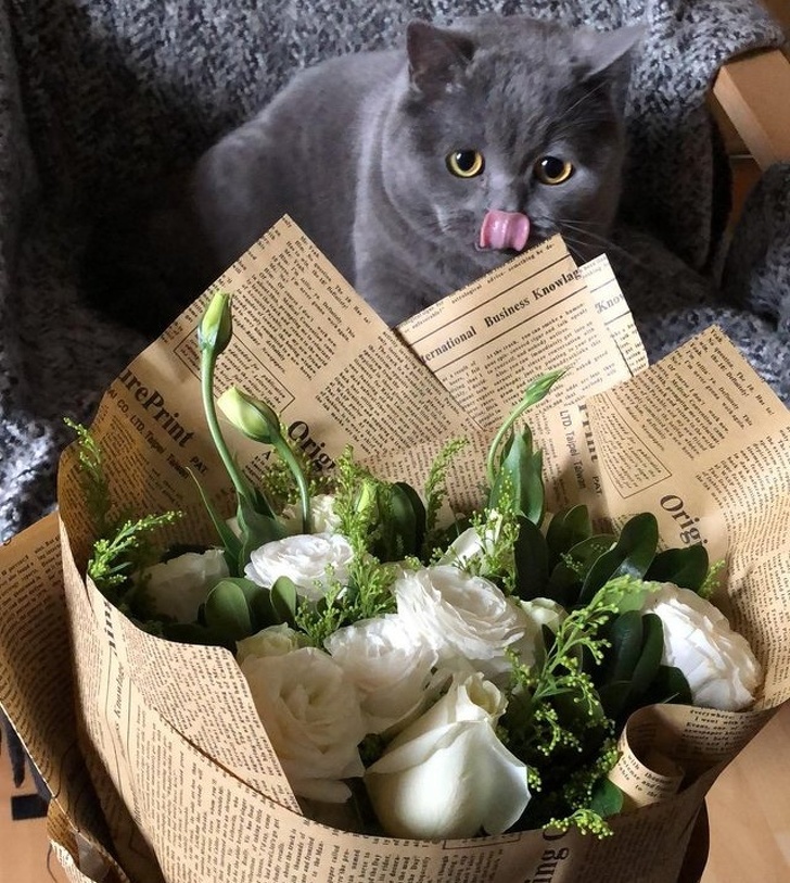 Милые и бессовестные... Милые и бессовестные... животные