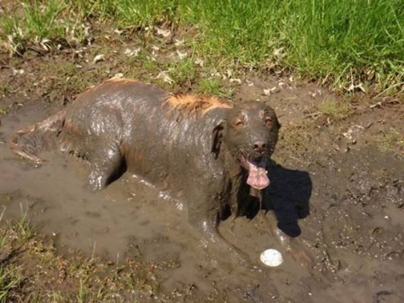    dog covered in mud