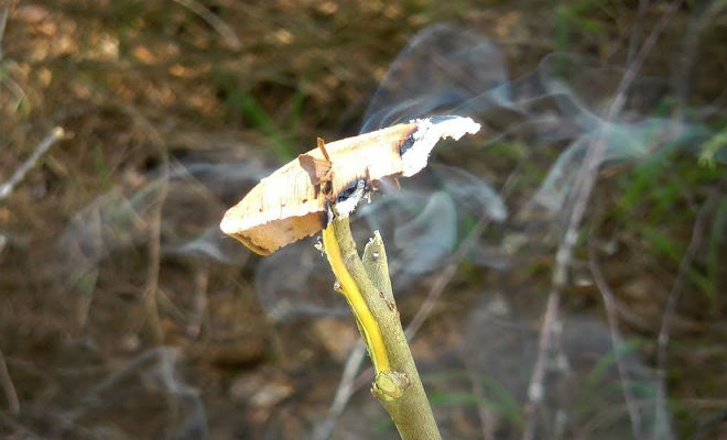 Егерский способ защиты от клещей Егерский способ защиты от клещей Идеи