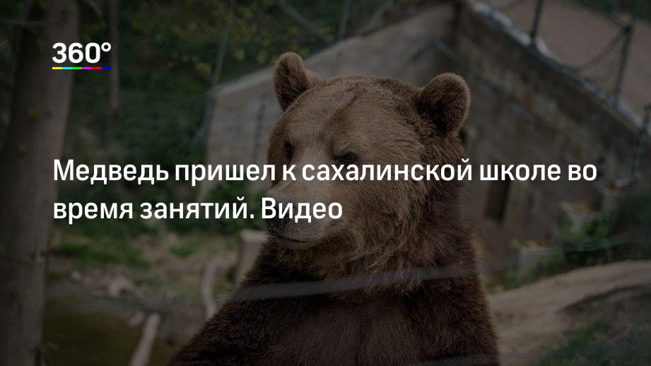 Медведь пришел к сахалинской школе во время занятий. Видео
