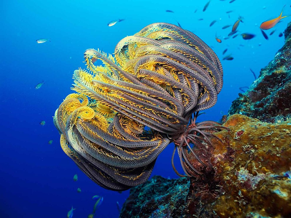 Кораллы — древнейшие существа на Земле природа,Путешествия,фото