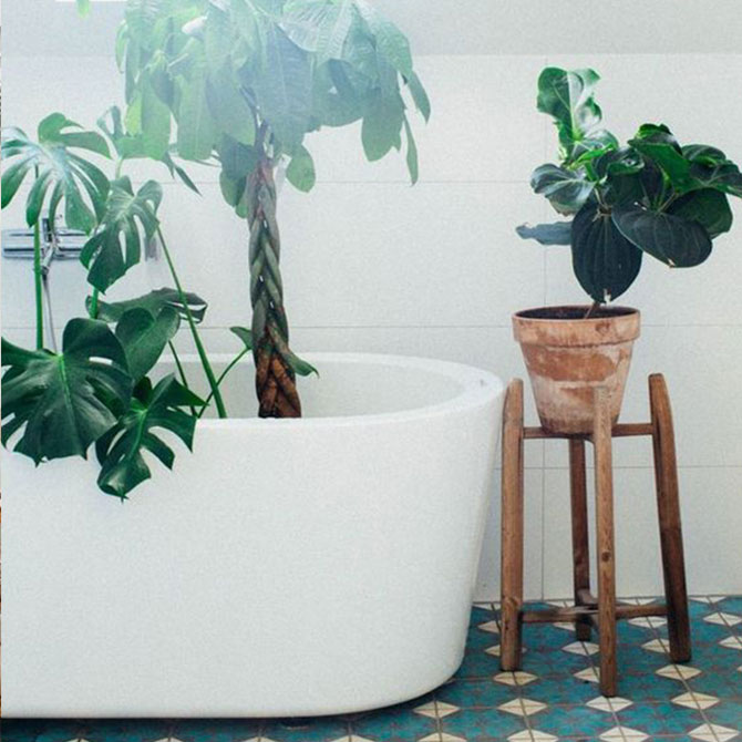 9 растений, которые приживутся в ванной