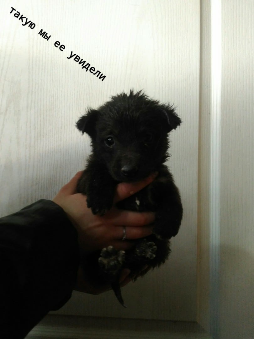 щенок в руках