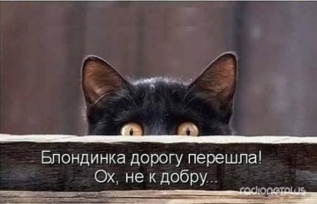 24 картинки развлекательного характера со зверьем 