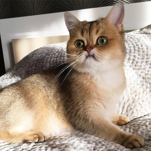 Когда мяукаешь кошке в ответ Когда мяукаешь кошке в ответ