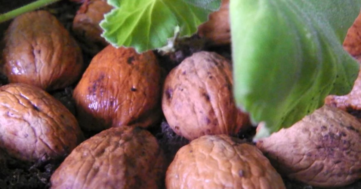 Ореховая скорлупа в огороде: используем во благо растениям дача,комнатные растения,полезные советы,сад и огород,удобрения
