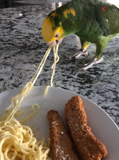 Пернатые бандиты Пернатые бандиты веселые картинки,животные,Истории из жизни,позитив,приколы,Смешные животные