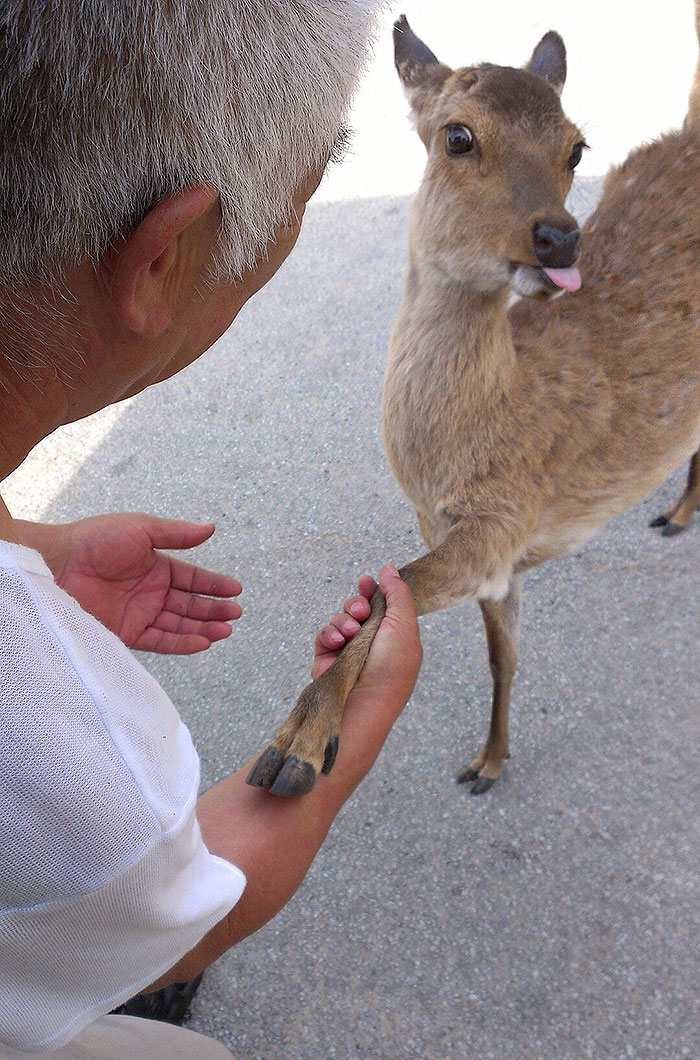 Cute Animal With It's Tongue Sticking Out