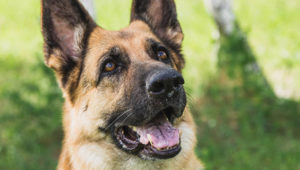 В Кемерово служебная собака несколько километров преследовала грабителя