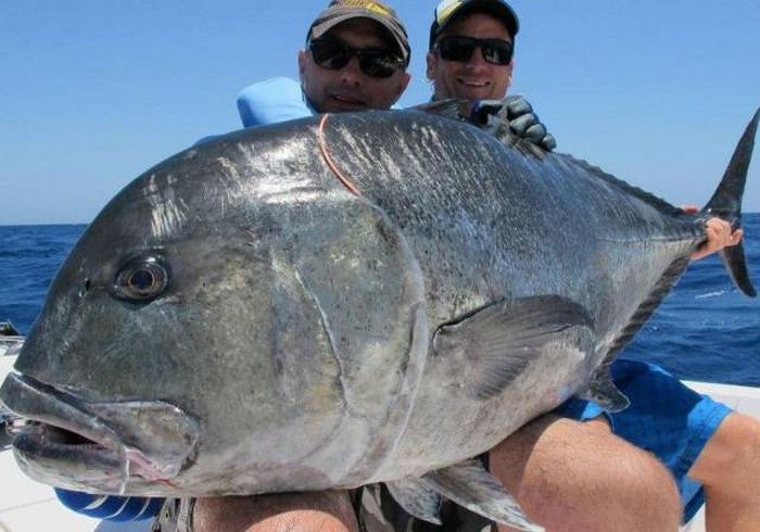 Прикольные картинки. Вечерний выпуск (52 фото)