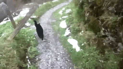 кот помог заблудившемуся человеку спуститься с горы в Швейцарии 