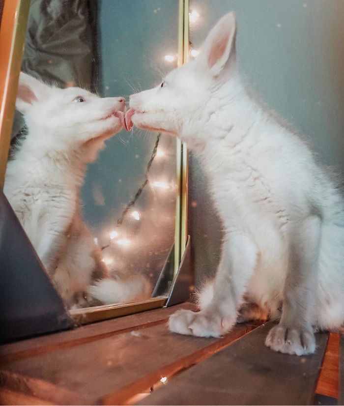 15 смешных фото о том, как животные разглядывают себя в зеркале