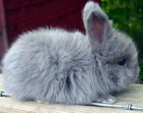 Выбираем декоративного кролика супер