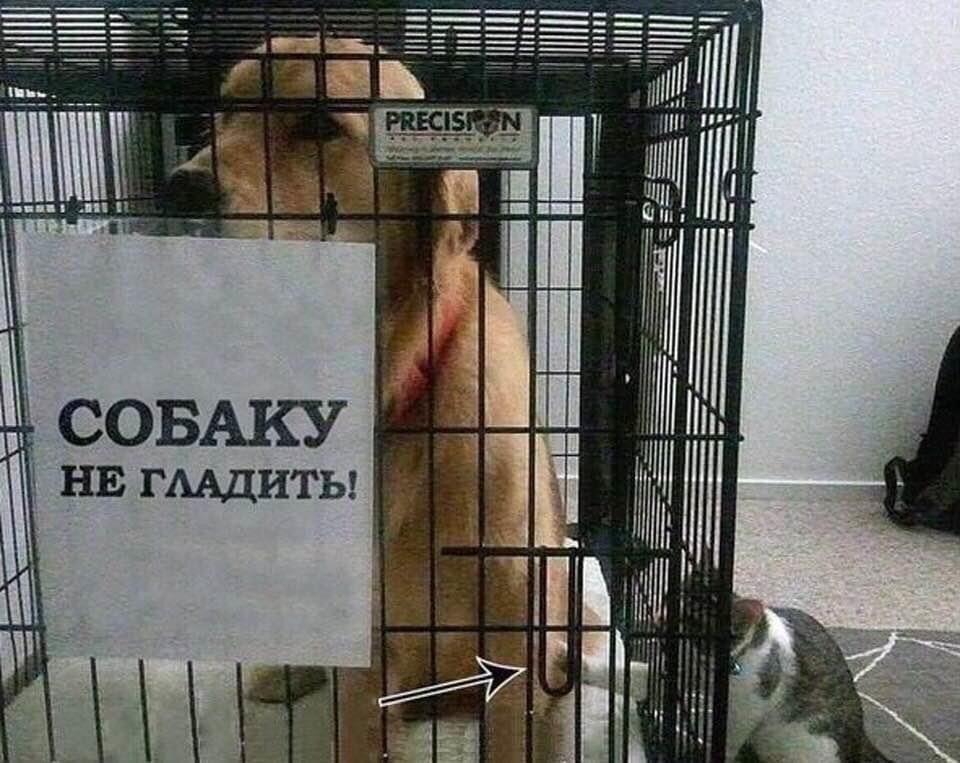 Смешные и клевые картинки Смешные и клевые картинки