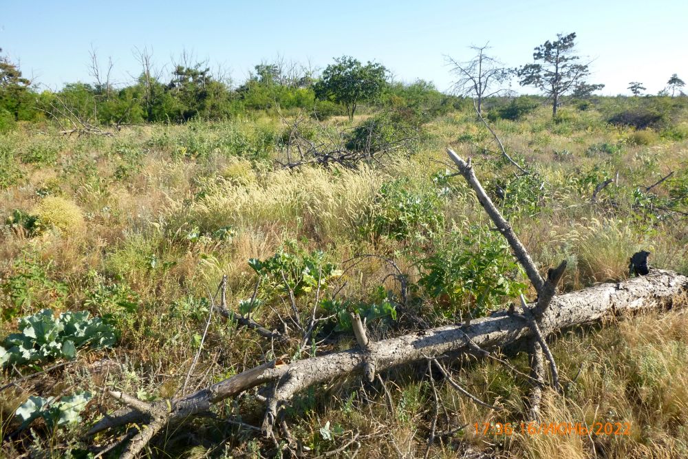 Центр защиты леса проверил состояние растительности ООПТ «Коса Долгая»