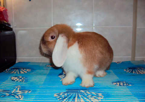 Выбираем декоративного кролика супер