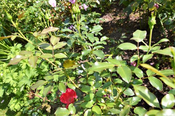 Роза готовится ко второму цветению. Фото автора