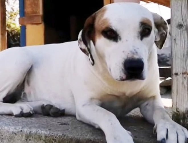 Здоровая собака