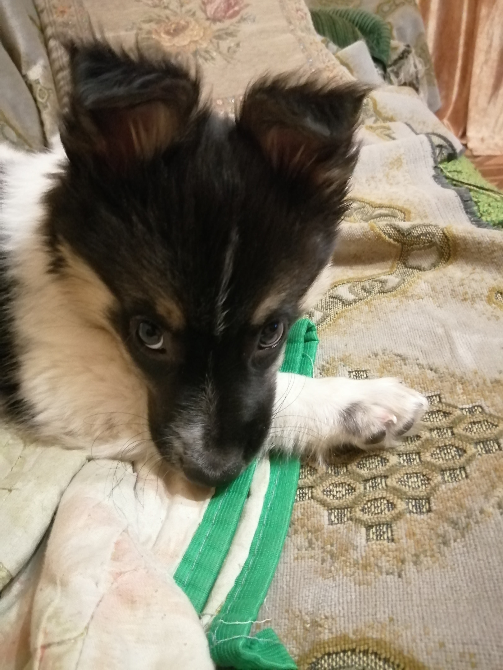 щенок в доме