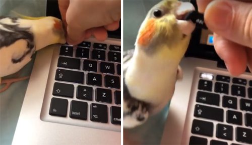 Пернатые бандиты Пернатые бандиты веселые картинки,животные,Истории из жизни,позитив,приколы,Смешные животные