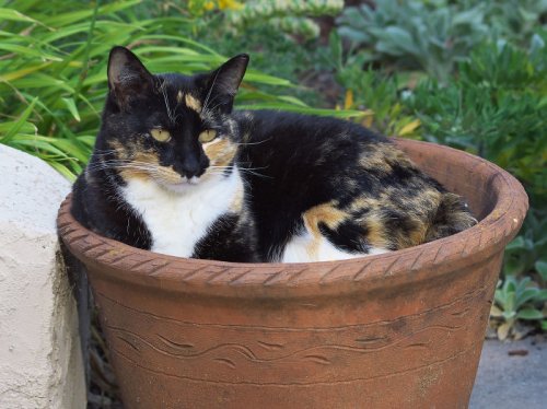 Кошки, которым удобно везде (37 фото)