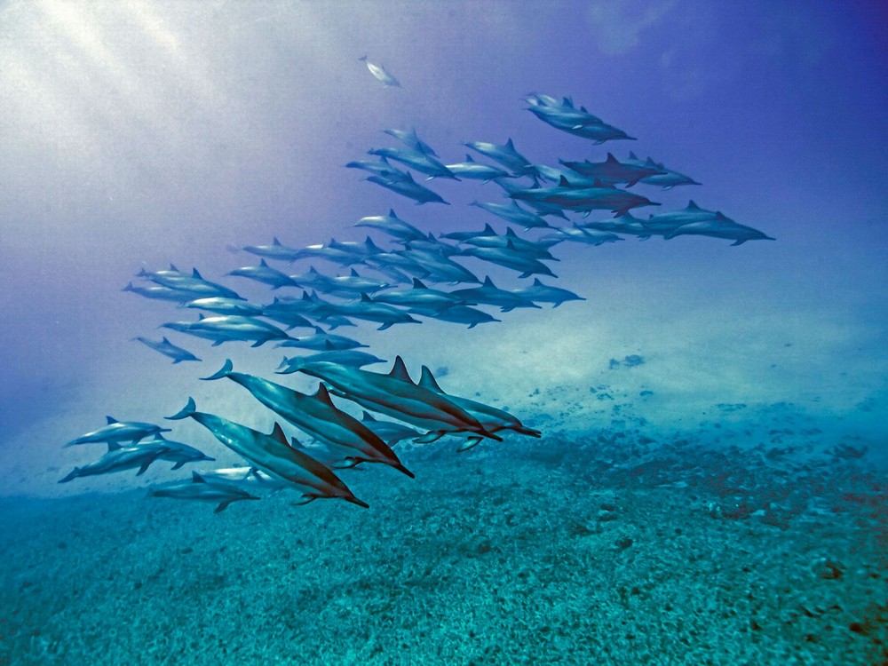 Забавные картинки для хорошего настроения Забавные картинки для хорошего настроения животные,жизнь,звери,земля,котики,коты,курьезы,мир,питомцы,планета,приколы,природа,смешное,собаки,факты,фауна,флора,щенки,юмор