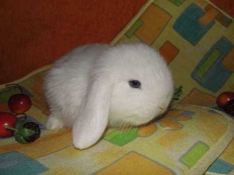 Выбираем декоративного кролика