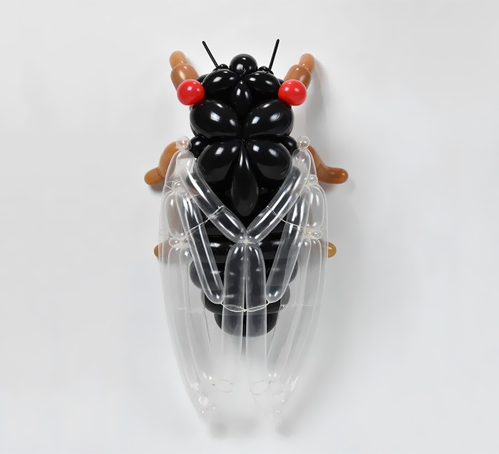 Cicada