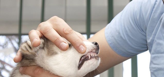 Хаски: уход, питание и содержание в домашних условиях домашние животные,наши любимцы