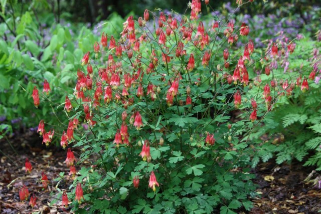 Аквилегия канадская (Aquilegia canadensis)