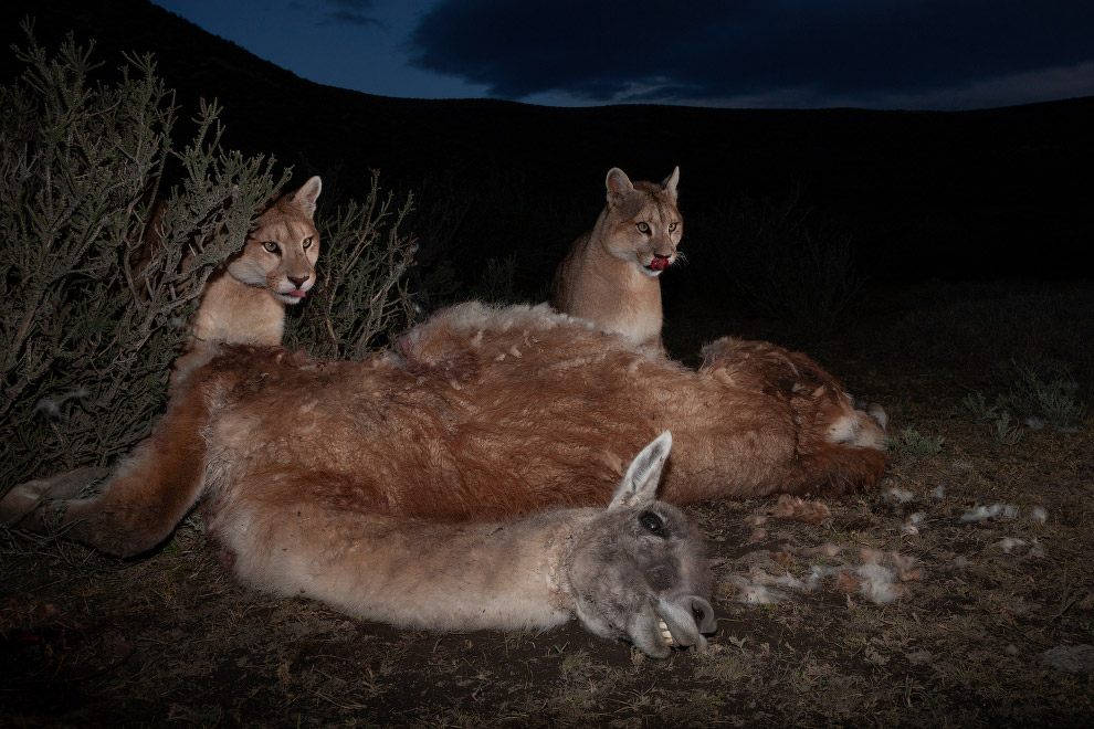 Лауреаты 62-го международного конкурса World Press Photo