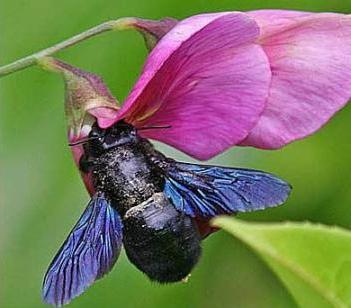 Пчелы-плотники – представители антофоридов
