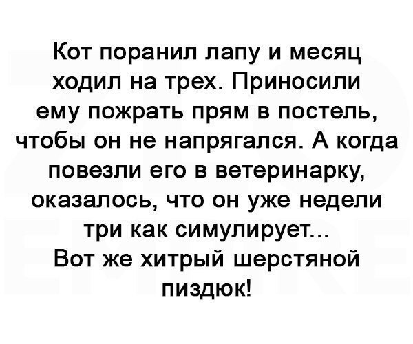 Картинки и фото приколы с надписями для хорошего настроения 