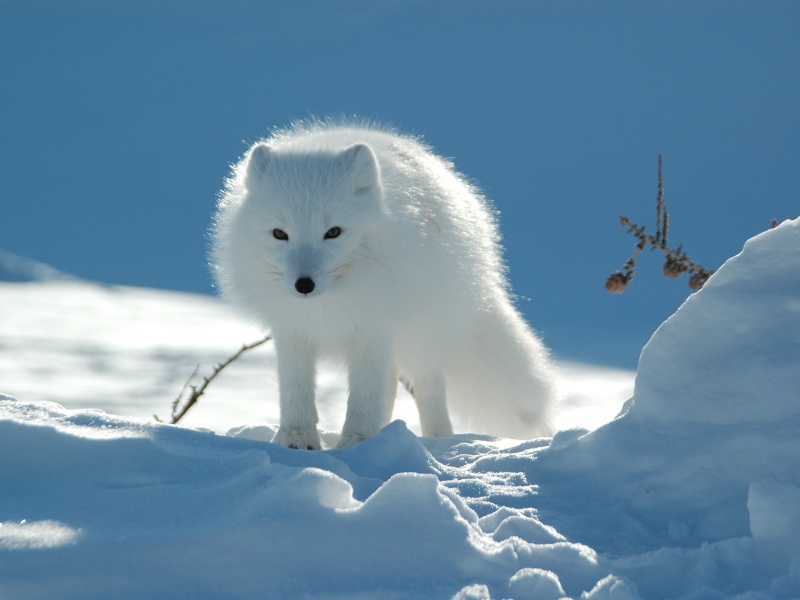 Северный полярный лис