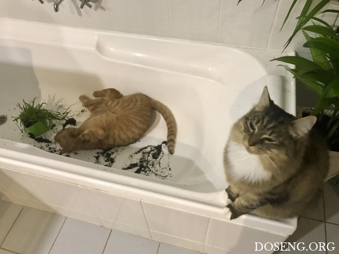 Прикольные картинки