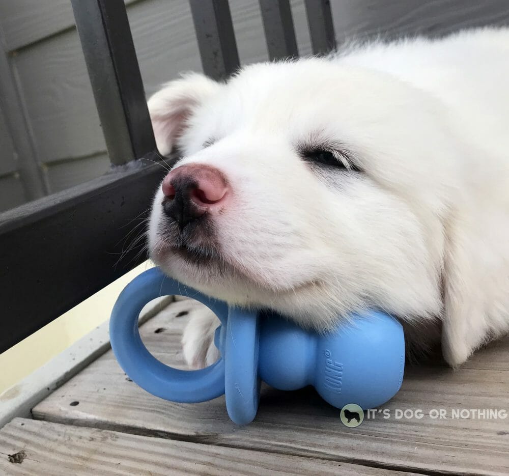 Great Pyrenees puppy with Kong toy
