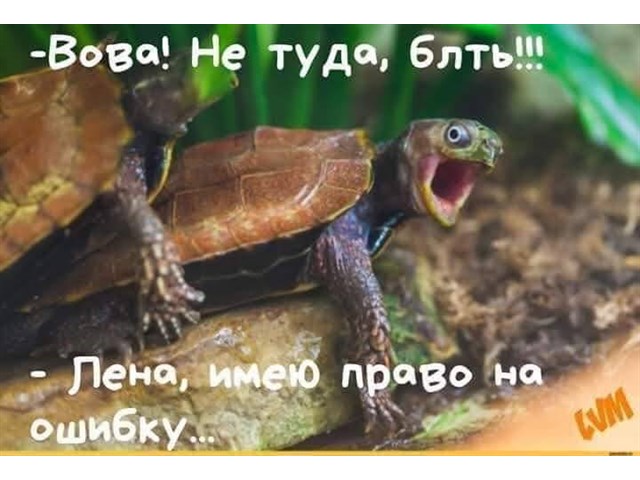 Украинский «абырвалг» гниет как раз с головы Украинский «абырвалг» гниет как раз с головы украина