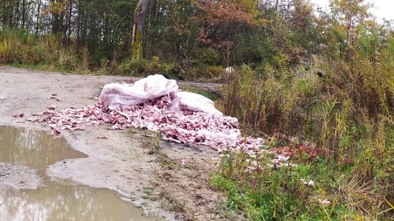 Груды костей находят местные жители в лесах Калининградской области