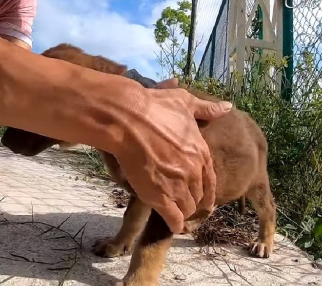 Щенок и рука