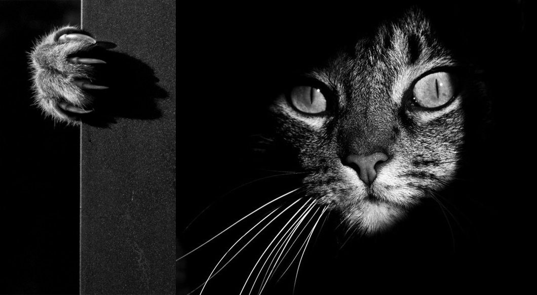 Пост кошачьей красоты:
35 стильных черно-белых 
фотографии кошек<span></span>