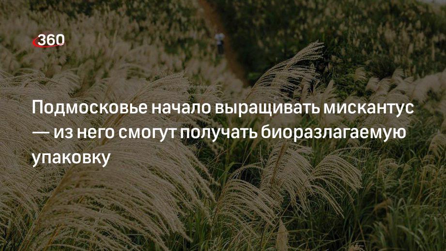 Министр сельского хозяйства Подмосковья Воскресенский сообщил о выращивании новых культур