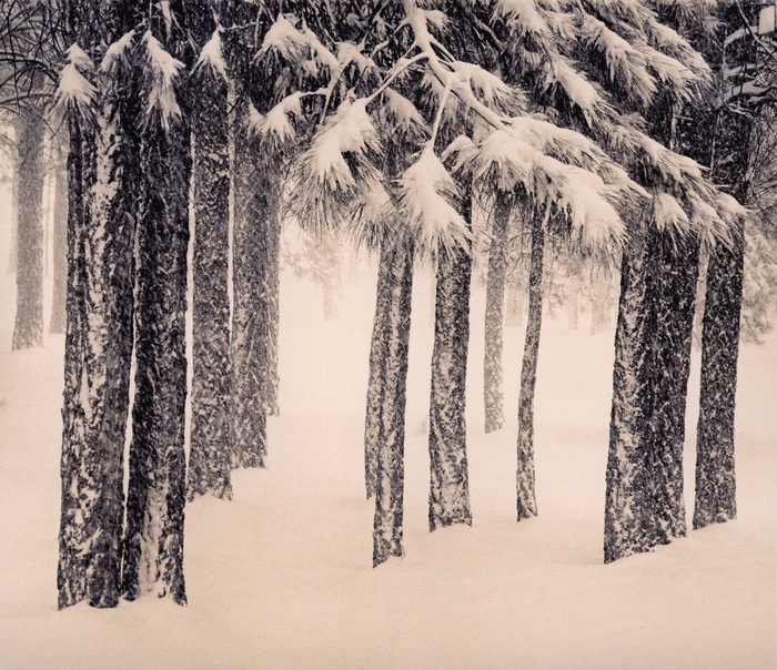 Портреты деревьев Портреты деревьев