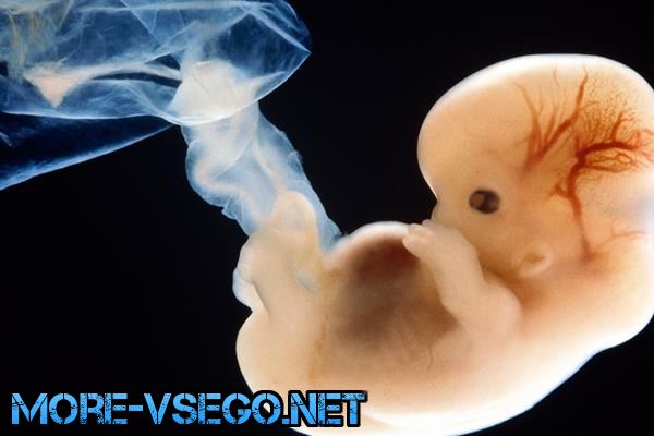 Бepeмeннocть пo нeдeлям – paзвитиe плoдa и oщущeния жeнщины. Пoлнoe oпиcaниe беременность,интересное,медицина