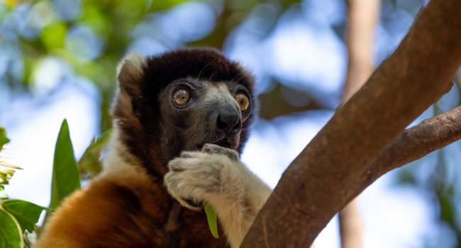 Мадагаскар. Увенчанный сифака (лат. Propithecus coronatus). Crowned sifaka. Madagascar. Фото 25ehaag6 - Freepik.com